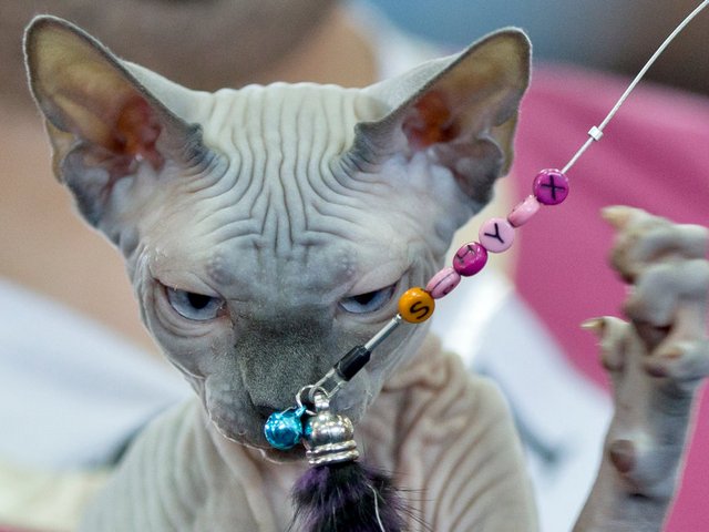 Выставки кошек в Новой Ляле | ЗооТом портал о животных